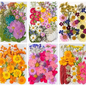Puede incluir: Seis imágenes que muestran arreglos de flores prensadas. Las flores exhiben una vibrante gama de colores, incluyendo rosa, amarillo, naranja, azul y blanco. Los arreglos varían en tamaño y forma, ofreciendo una diversa selección de diseños florales.