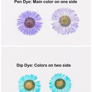 12pcs/pack Pressed Daisy Flowers Real Dried Fleabane Daisy Flower Natural Wild Preserved Flat Flower for Handmade Case Design Decor 1.5-3cm image 3