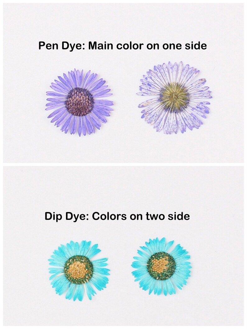 12pcs/pack Pressed Daisy Flowers Real Dried Fleabane Daisy Flower Natural Wild Preserved Flat Flower for Handmade Case Design Decor 1.5-3cm image 3