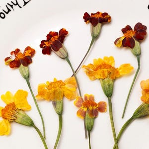 May include: A collection of pressed marigold flowers with stems, featuring petals in shades of deep maroon, burnt orange, and bright yellow. The flowers are arranged on a white surface with partial black text visible in the upper left corner.