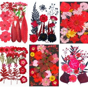 Red / Black Pressed Flower & Leaf Collection, Real Dried Botanical Specimens for Resin Art, Card Marking, Bookmarks, Flower Jewelry