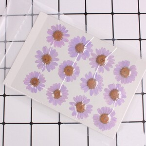 12pcs/pack Pressed Daisy Flowers Real Dried Flowers Natural - Etsy
