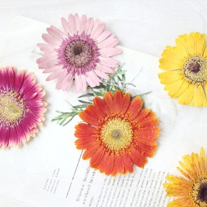 2pcs/pack Huge Pressed Daisy Flowers Real Dried Flowers Natural Wild Preserved Flat Flower for Handmade Crafting Genuine Botanical 6-11cm