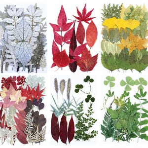 Colección de hojas prensadas blancas, rojas y verdes, hojas secas naturales para Navidad, marco de madera, decoración de vidrio colgante, fabricación de tarjetas
