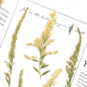 12 st/förpackning pressade gullris, torkade Solidago-blommor för botaniskt hantverk, scrapbooking, ljustillverkning, hartskonst
