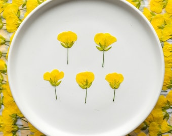 Paquete de 12 flores de canola secas prensadas, flores de canola prensadas naturales para resinas, invitaciones de boda y decoración de paredes.