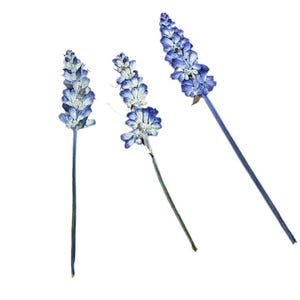 12pcs/pack Pressed Salvia Stem, Real Dried Lavender Flowers with Stem, Garden Sage Bouquet for Framing, Botanical Jewelry, Wedding Crafting