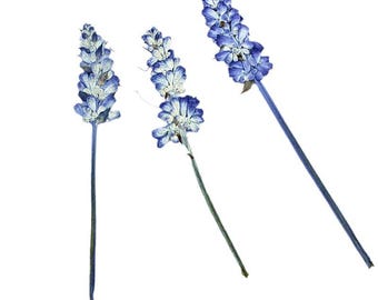Paquete de 12 tallos de salvia prensados, flores de lavanda secas reales con tallo, ramo de salvia de jardín para enmarcar, joyería botánica y manualidades para bodas.