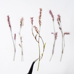 Könnte beinhalten: Nahaufnahme einer zarten rosa Blume mit dünnen Stielen und Blättern vor weißem Hintergrund. Die Blume wird mit einer Pinzette gehalten.
