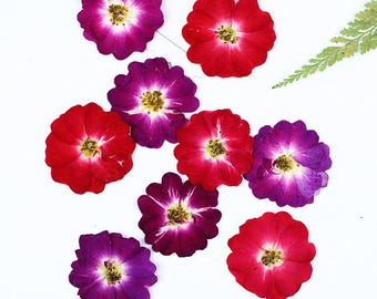 Pacote com 12 rosas prensadas, rosas naturais secas, espécime botânico para arranjos de casamento, joias genuínas, resina, decoração de estojo de caderno.