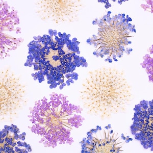 May include: A collection of pressed flowers arranged in a pattern, featuring circular clusters of small petals in shades of vibrant blue, soft lavender, and creamy white. Each flower displays a delicate, radial structure with thin stems.