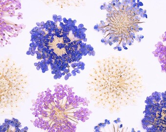 Paquete de 12 flores de encaje azul prensadas, mini flores secas de Didiscus para posavasos de resina, decoración de manicura/pedicura