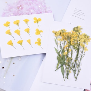 12pcs/pack Pressed Canola Flowers, Natural Dried Rapeseed Flowers for Wall Art, Resin Fillers, Glass Framing