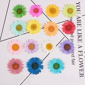 May include: Assortment of 12 pressed dried flowers in various colours, including green, pink, yellow, white, purple, red, and blue. The flowers are arranged in a circle on a white surface.
