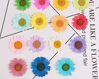 12pcs/pack Pressed Daisy Flowers Real Dried Flowers Natural Wild Preserved Flat Flower for Handmade Crafting Genuine Botanical 25-30mm