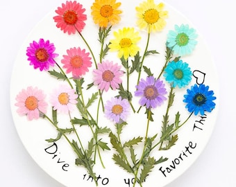 Paquete de 12 margaritas de nieve recién prensadas, flores secas reales con tallo para decoración de paredes, joyería de resina y estuches.