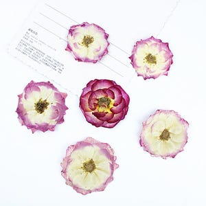12 roses naturelles pressées, fleurs de roses séchées pour faire-part de mariage, album photo, bijoux en résine, bougie faite main, carte de voeux