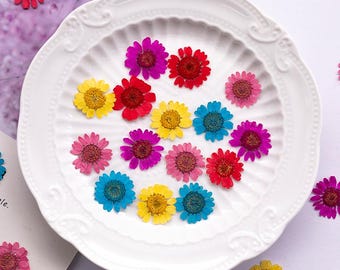 12pcs/pack Freshly Pressed Mini Daisy Flowers, Real Dried Preserved Flowers for Handmade Botanical Crafting, Wall Art, Case Decor