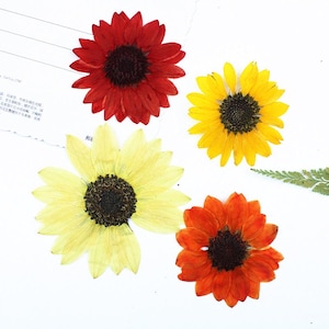 6 pcs/paquet gros tournesols pressés, vraies fleurs séchées pour la fabrication de cartes, résines, carte-cadeau, décoration de coque d'iPad