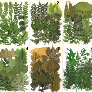 Foglie secche naturali, esemplari di piante fai da te, erbario pressato, decorazioni con foglie vere, varietà artigianali, creazione di gioielli, riempitivo, materiale per fiori fatto a mano