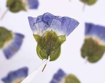 12pcs/pack Pressed Colorful Morning Glories, Real Dried Flowers for Wall Art, Resin Coasters, Floral Jewelry, iPhone Case Decor