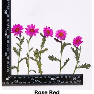 Pode incluir: Cinco flores prensadas rosa-avermelhadas com caules e folhas verdes s&atilde;o dispostas sobre um fundo branco. Uma r&eacute;gua &eacute; colocada na parte inferior das flores. O texto "Rose Red" est&aacute; na parte inferior da imagem.