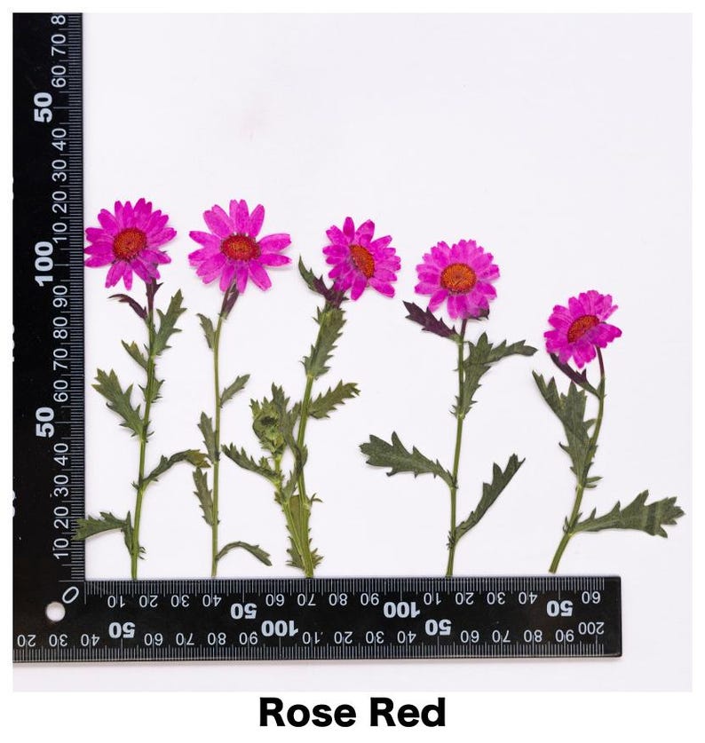Pode incluir: Cinco flores prensadas rosa-avermelhadas com caules e folhas verdes s&atilde;o dispostas sobre um fundo branco. Uma r&eacute;gua &eacute; colocada na parte inferior das flores. O texto "Rose Red" est&aacute; na parte inferior da imagem.