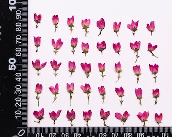 Paquete de 12 flores de yaca bebé, flores prensadas naturales con tallo para decoración de uñas, decoración de paredes, arreglos florales y relleno de resina.