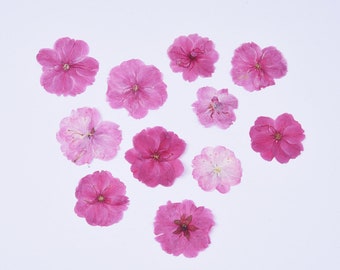 16pcs/2packs Dried Cherry Blossom, Pressed Sakura, Real Pressed Flowers for Wedding, Phone Case Decor, Earring Jewelry Handmade Crafting