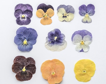 12pcs/pack Pressed Violet Flowers, Real Dried Pansy for Wall Art, Resin Jewelry, Phone Case Decor