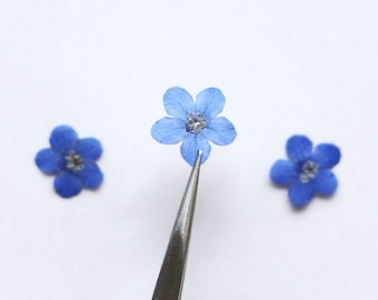 24 unidades/2 paquetes de mini nomeolvides, flores secas prensadas para decoración de uñas, flores secas kawaii para decoración de uñas, manicura y pedicura, resinas