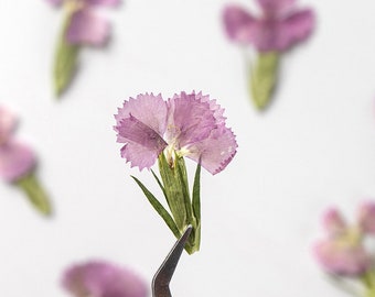 12pcs/pack Dried Pressed Flowers, Dried Flowers for Resin, Wedding, Locket, Jewelry Making, Handmade Crafting