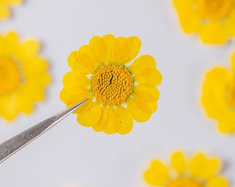 12pcs/pack Pressed Daisy Flowers, Real Dried (2.5-4cm) Yellow Flowers Natural Wild Preserved Flower for Resin Pendant Handmade Crafting
