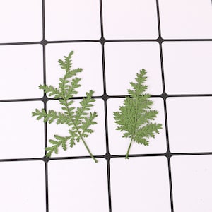 May include: Two green pressed fern leaves on a white tiled background.