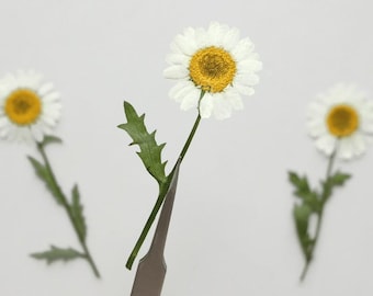 12pcs/pack Freshly Pressed Daisy Flowers with Stem, Real Dried Preserved Flowers for Handmade Botanical Crafting, Wall Art, Case Decor