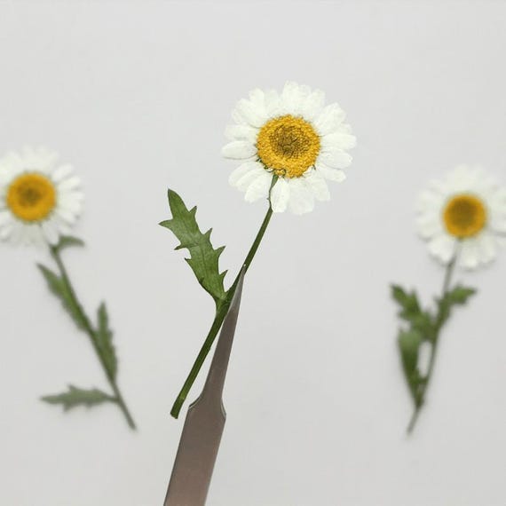 12pcs/pack Freshly Pressed Daisy Flowers with Stem, Real Dried Preserved Flowers for Handmade Botanical Crafting, Wall Art, Case Decor