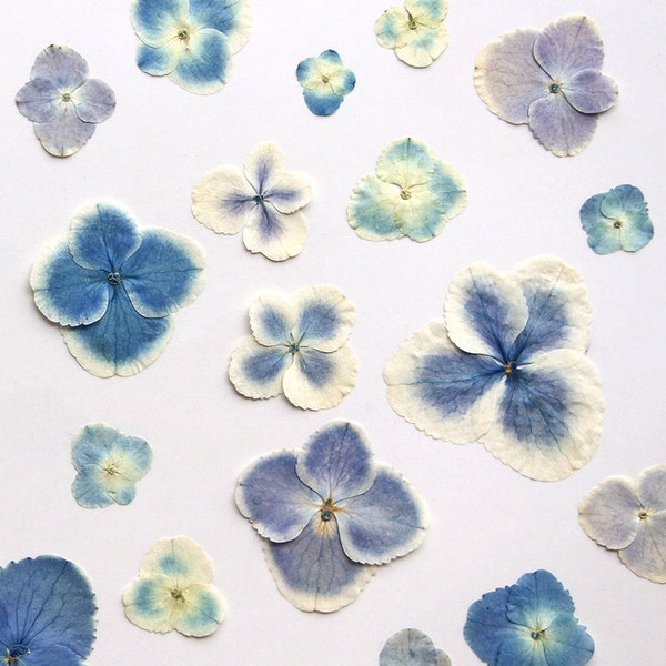 12pcs/pack - Dried Pressed Flowers for iPad/iPhone Case Deco, Cameo Cabochon Resin Fillers, Big Peacock Style Leaf Hydrangea Specimen