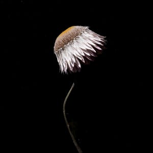May include: A single dried flower against a black backdrop. The flower head is a mix of white, beige, and yellow, with layered petals. The slender stem curves gently, creating an elegant silhouette. The image is a close-up.