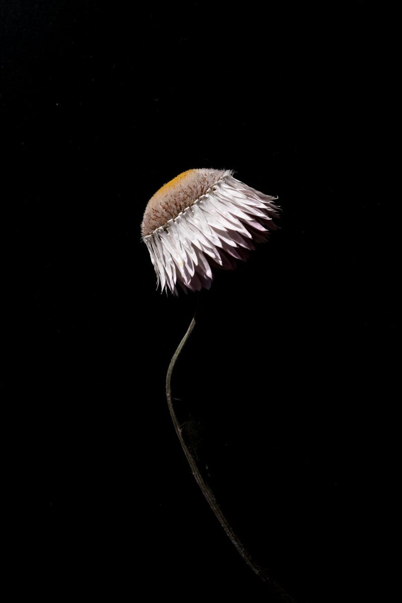 May include: A single dried flower against a black backdrop. The flower head is a mix of white, beige, and yellow, with layered petals. The slender stem curves gently, creating an elegant silhouette. The image is a close-up.