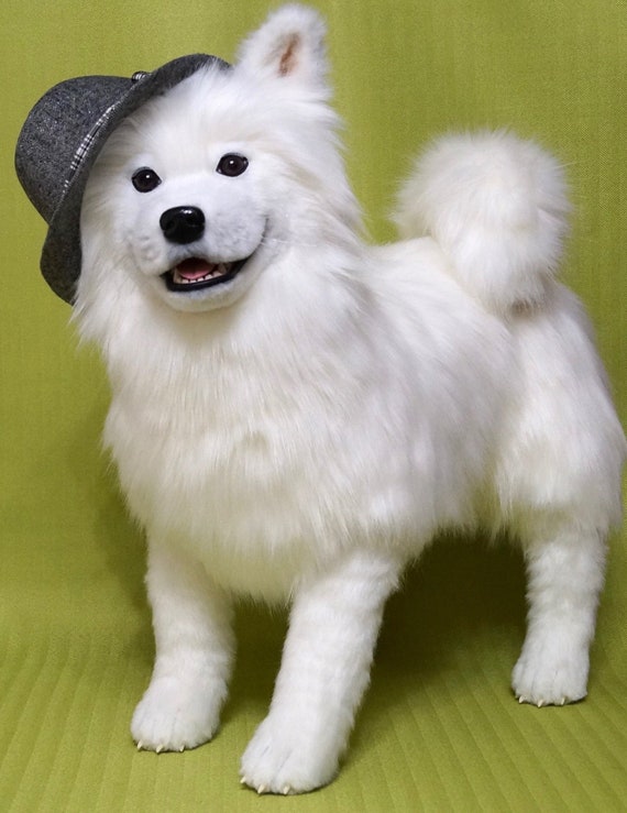 samoyed dog puppy