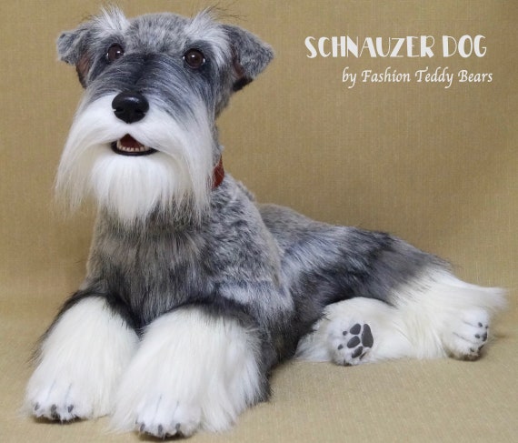 teddy bear schnauzer