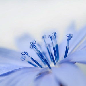 Carré d'Art carte postale « Azur » Fine Art photographie Macro de fleur bleu clair la beauté de la Nature florale