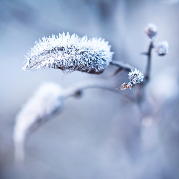 Piazza d'arte d'arte cartolina gelida pianta natura Macro fotografia inverno gelo bianco neve natale decorazione cartolina carta quadrato blu