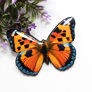 May include: A close-up of a bright orange butterfly with black and blue markings. The butterfly is on a white background.