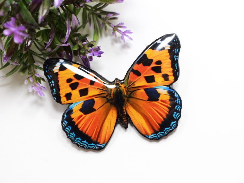 May include: A close-up of a bright orange butterfly with black and blue markings. The butterfly is on a white background.