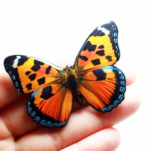 May include: A close-up of a colorful butterfly with orange, black, and blue wings. The butterfly is sitting on a person's hand.