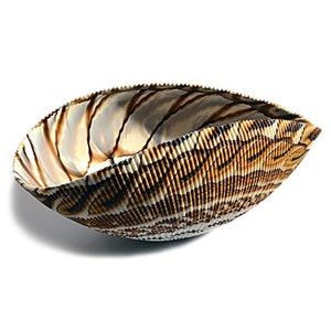 Murano Glass Shell Bowl: Brown Modern Centerpiece, Italian Style