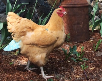 Chicken Diapers Large- Perfect Chicken Diaper for Large Hens or Medium Roosters