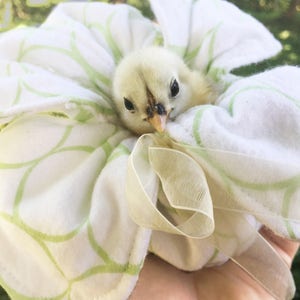 Peep Pouch- Chick diaper, hold a baby chicken safely and clean- Perfect for Homeschoolers and teachers