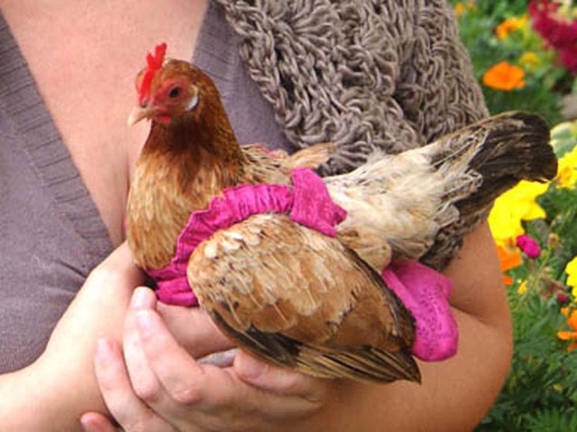 Extra Small Stylish Chicken Diaper Nappies for Tiny Bantams & Etsy